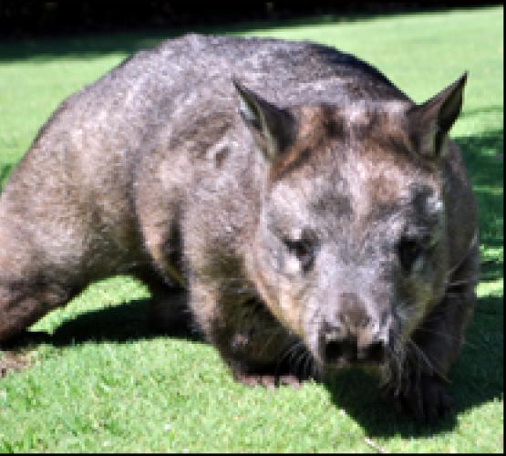 Southern Hairy Nosed Wombat Caversham Wildlife Park